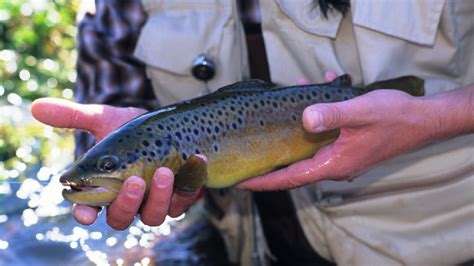 Inland Sport Fishing .